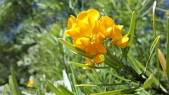 Callistachys lanceolata