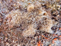 Haliclona indistincta