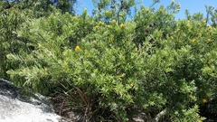Callistachys lanceolata