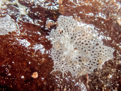 Clathrina coriacea