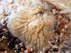 Haliclona indistincta