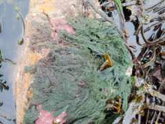 Cladophora rupestris