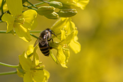 Apis cerana japonica