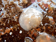 Pododesmus patelliformis