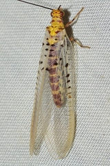 Italochrysa stigmatica