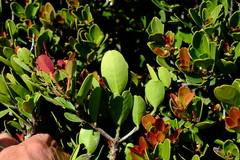 Cassine parvifolia