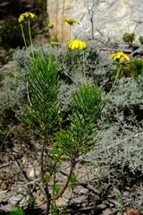 Euryops rupestris dasycarpus