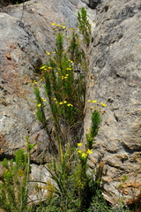 Euryops rupestris dasycarpus