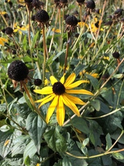Rudbeckia