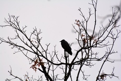 Corvus