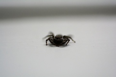 Platycryptus undatus