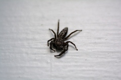 Platycryptus undatus