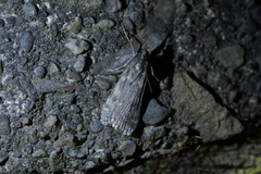 Eudonia cataxesta