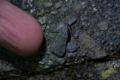 Eudonia cataxesta
