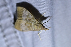 Uresiphita maorialis