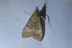 Uresiphita maorialis