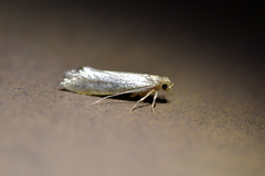 Tinea pallescentella