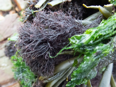 Vertebrata lanosa
