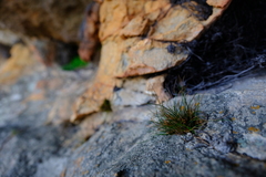 Ficinia esterhuyseniae