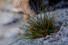 Ficinia esterhuyseniae