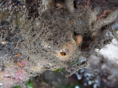 Haliclona indistincta