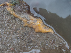 Halichondria bowerbanki