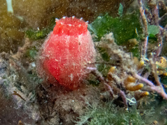 Ascidia mentula