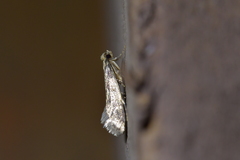 Tinea pallescentella