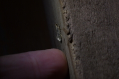 Tinea pallescentella