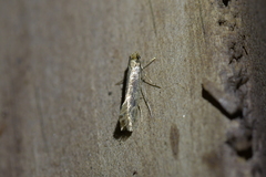 Tinea pallescentella