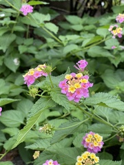 Lantana camara
