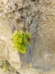 Adiantum capillus-veneris