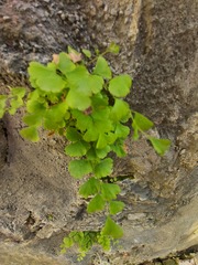 Adiantum capillus-veneris