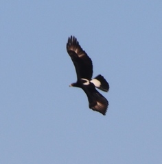 Verreaux's Eagle photo 2