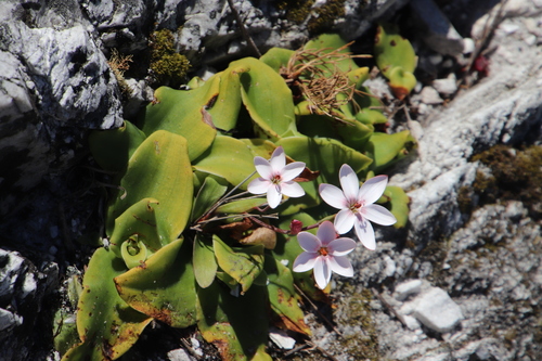 Geissorhiza ovata