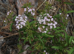 Stevia plummerae