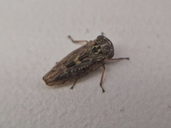 Acericerus vittifrons