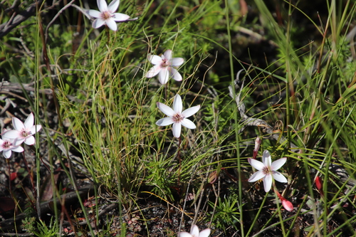 Geissorhiza ovata