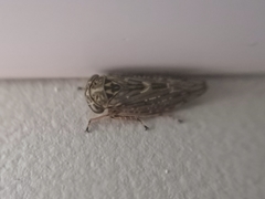 Acericerus vittifrons