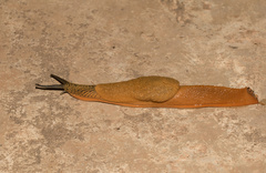 Girasia magnifica