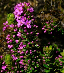 Agathosma odoratissima