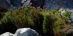 Agathosma odoratissima