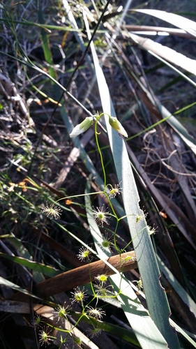 Drosera pallida (Drosera pallida)