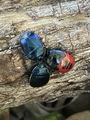 Canthophorus melanopterus