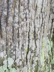 Dendrographa decolorans