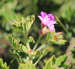 Pelargonium cucullatum strigifolium