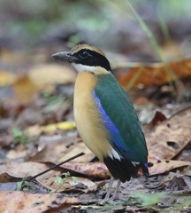 Pitta moluccensis