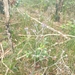 Haemodorum tenuifolium - Photo (c) elisemo, algunos derechos reservados (CC BY-NC), subido por elisemo