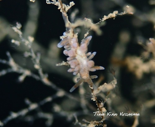 Eubranchulus rupium