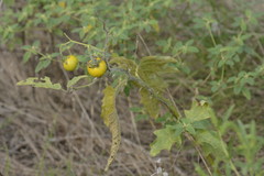 Solanum dimidiatum